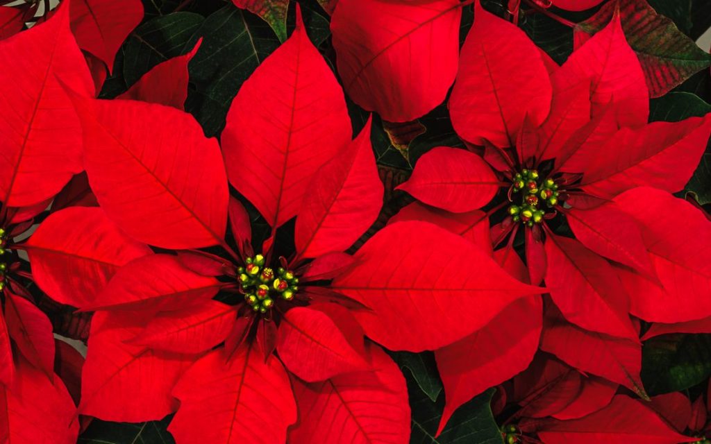 Steaua Crăciunului Floarea Magică A Sărbătorilor De Iarnă și