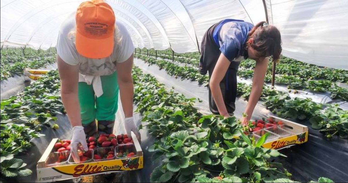 Rumeni in Italia, vittime dello sfruttamento agricolo.  Le condizioni in cui molti di loro lavorano