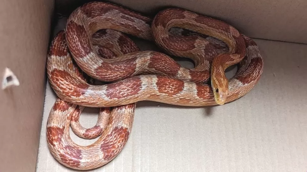 _130505712_boxed_snake.jpg