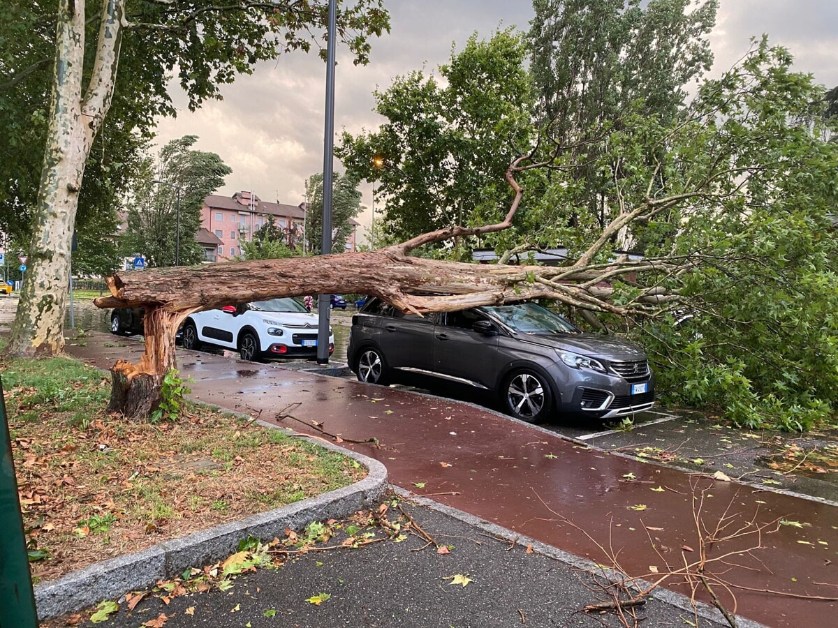 Un albero caduto su un'auto a Cernusco - Foto Fabrizio Gatti