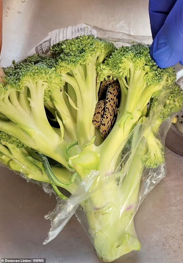 sarpe-scara-broccoli-20230703