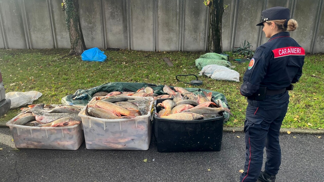 Carabinieri forestali pesce pesca bracconaggio ittico Carabinieri forestali pesce pesca bracconaggio ittico