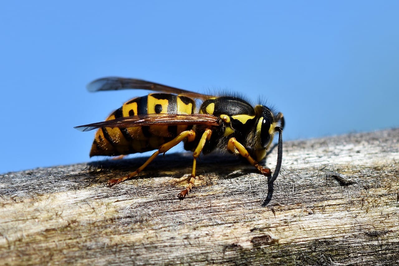 insecta_mare_intepatura insecta_mare_intepatura